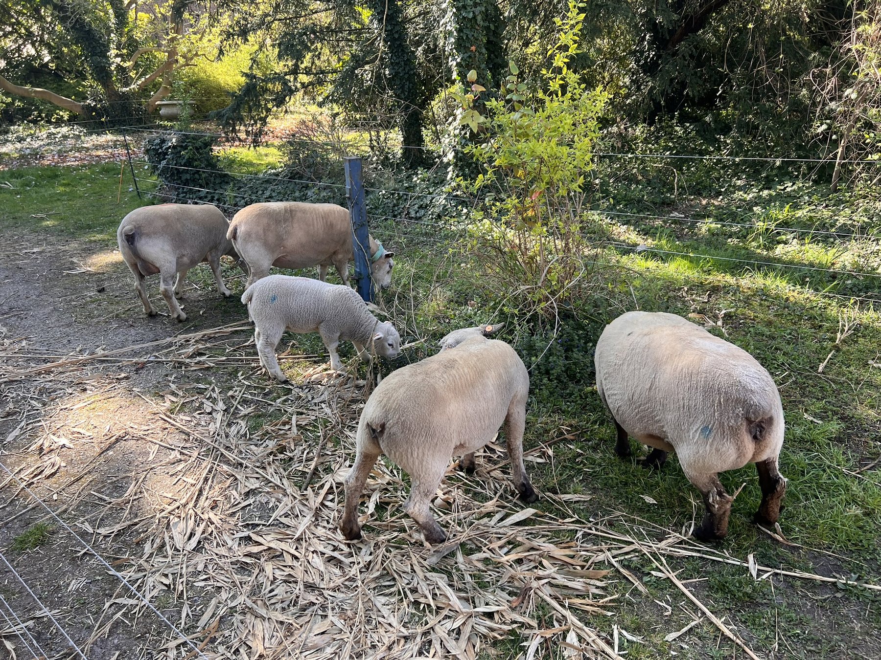Moutons de l’école en prairie