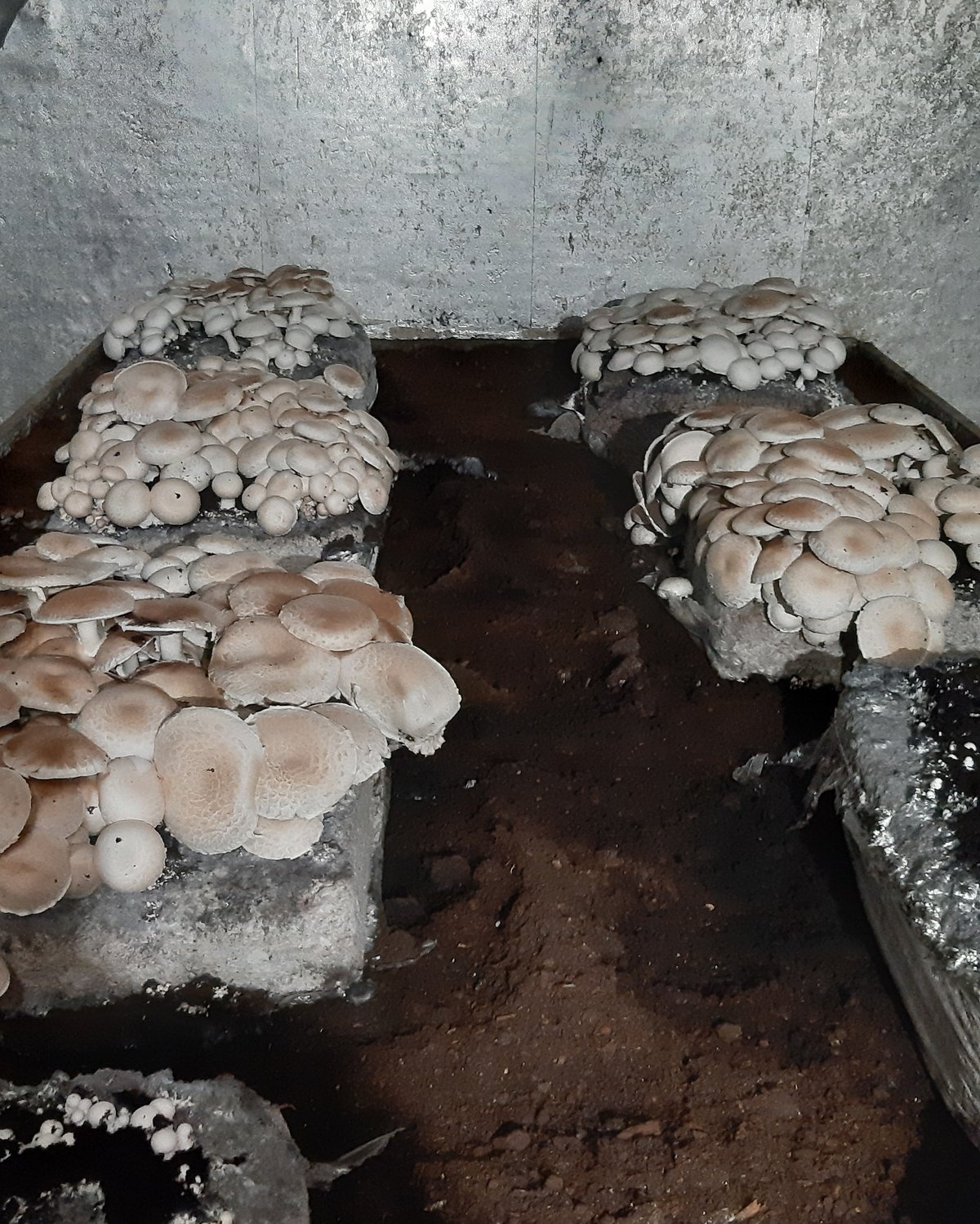 Champignons en pleine pousse dans la champignonnière de l’école