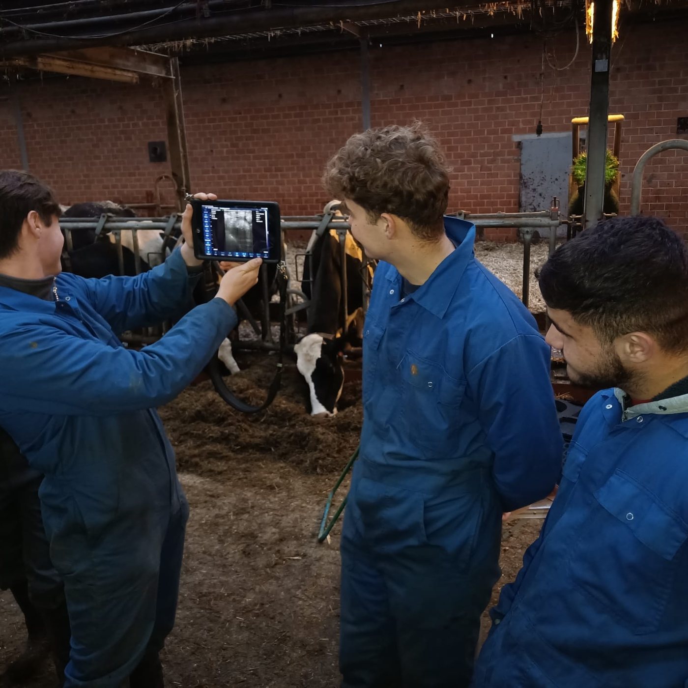 Élèves de l’option agriculture observant une échographie dans une étable