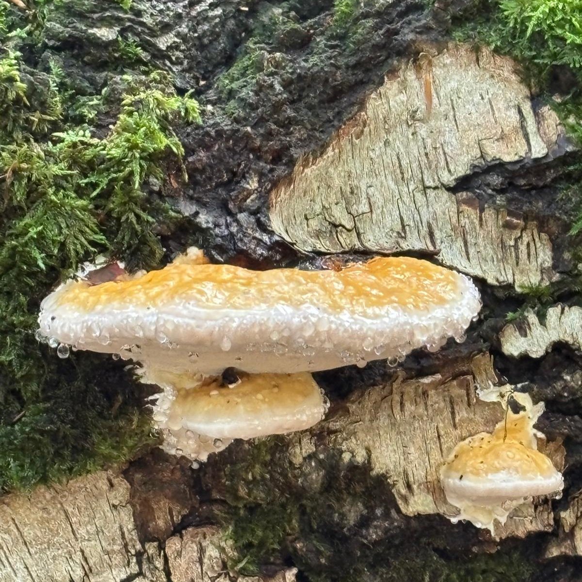 Polypore orangé perlé de rosée observé en forêt avec Natagora
