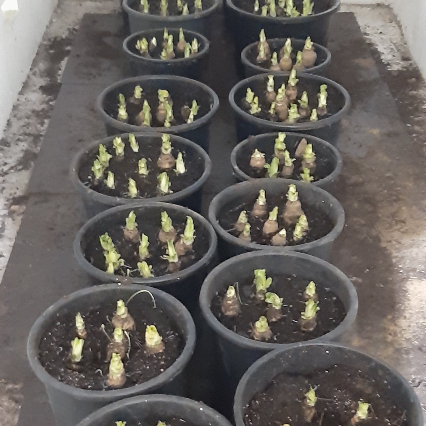 Chicons en forçage dans des pots de terreau