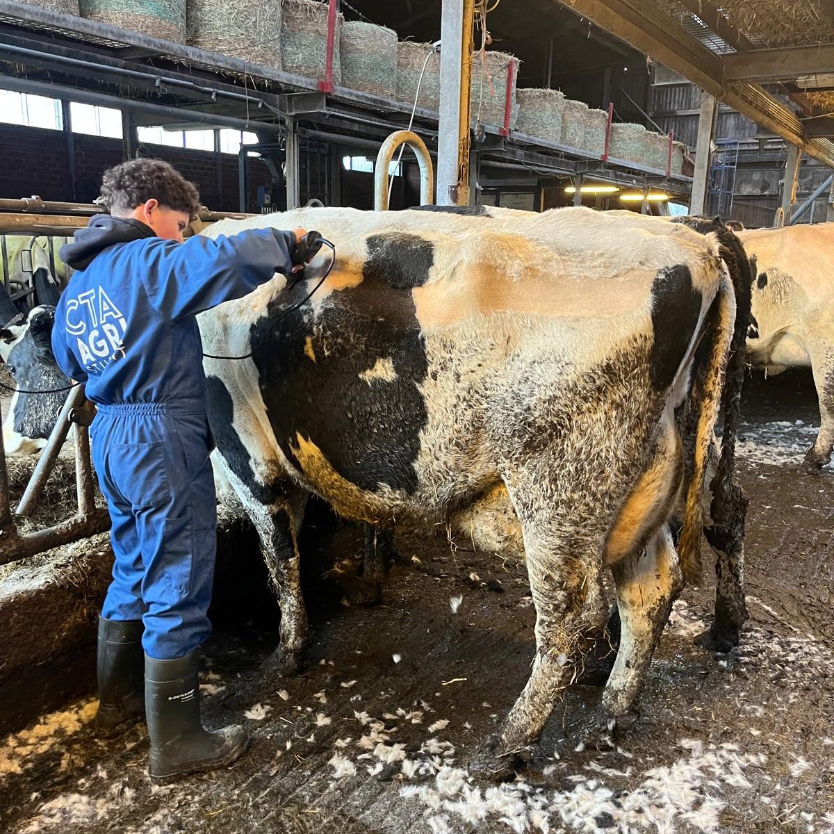 Élève de l’option agriculture tondant une vache dans l’étable du CTA