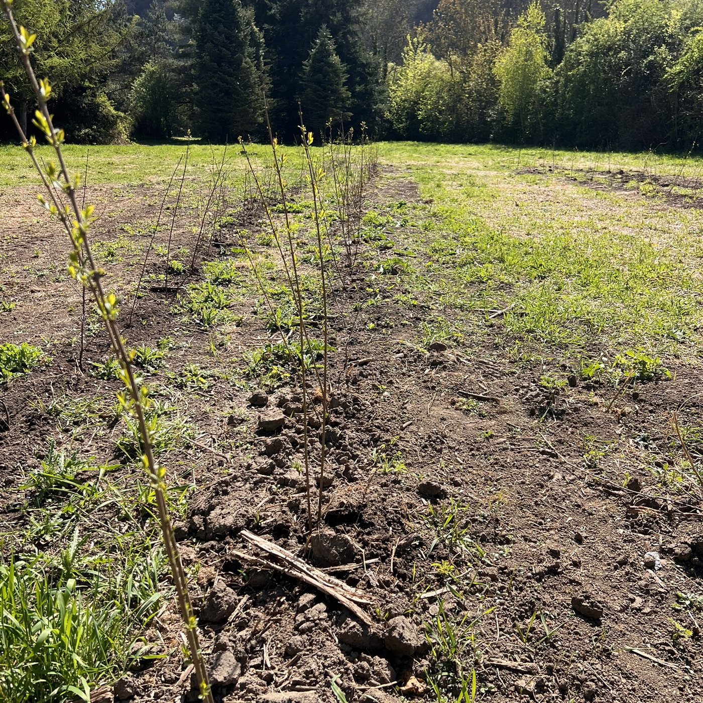 Jeune haie plantée au bord d’une prairie