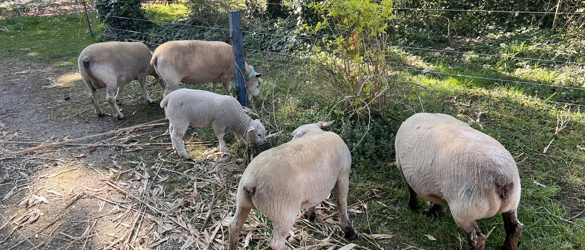 Moutons de l’école dans la prairie