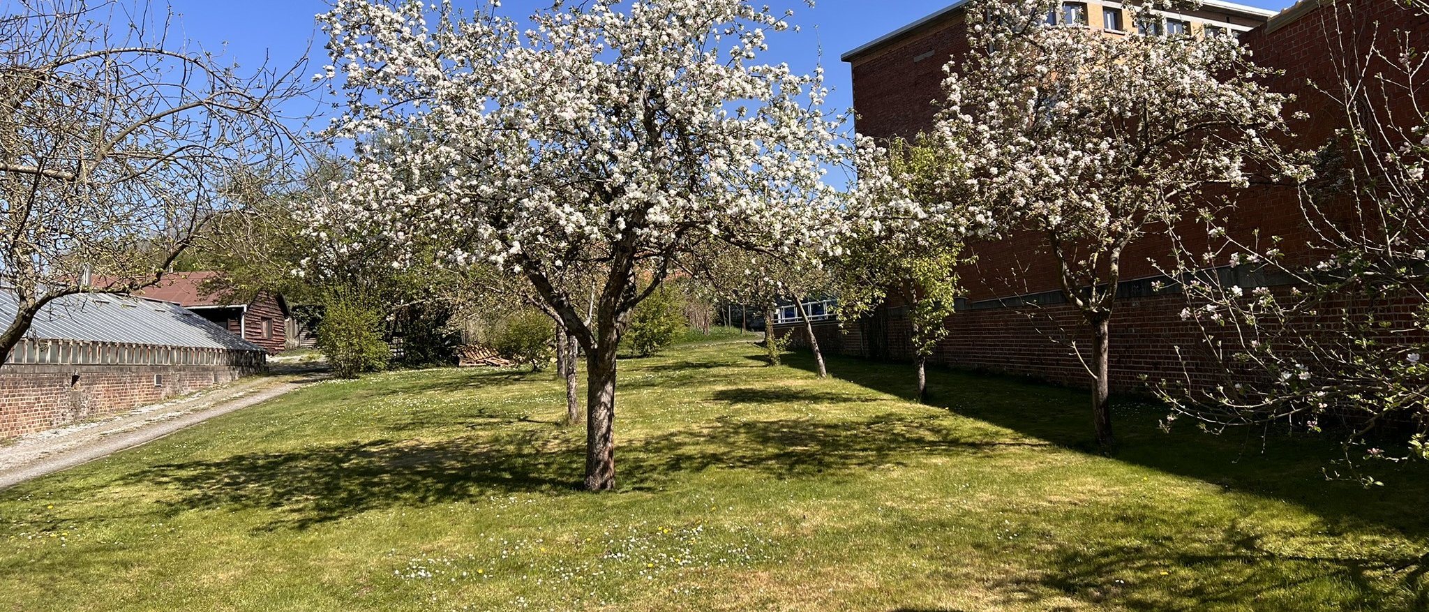 Pommiers en fleurs dans le verger du campus de Huy