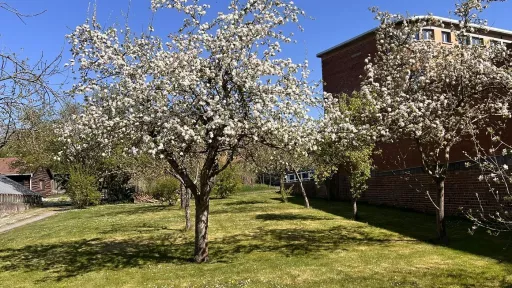 Pommiers en fleurs dans le verger de l’école, à Huy