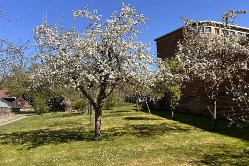 Pommiers en fleurs dans le verger de l’école, à Huy